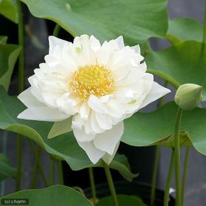 (ビオトープ)蓮 ハス(白) 白芍薬蓮(シロシャ...の商品画像