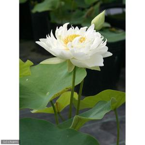(ビオトープ)蓮 ハス(白) 白芍薬蓮(シロシ...の詳細画像1