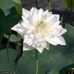 (ビオトープ)蓮 ハス(白) 白芍薬蓮(シロシ...の詳細画像2