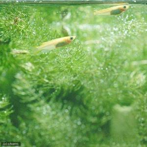 (めだか)ヒメダカ 初心者フルセット ビオトープ用の詳細画像1