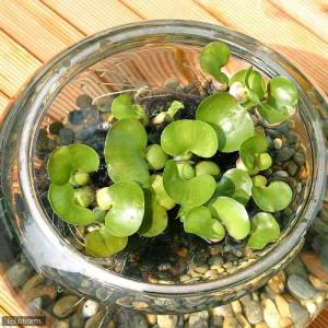 (めだか)ヒメダカ 初心者フルセット ビオトープ用の詳細画像2