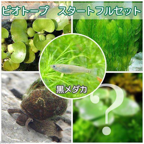 （めだか）黒メダカ初心者フルセット　ビオトープ用