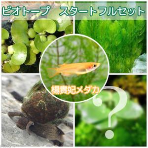 （めだか）楊貴妃メダカ初心者フルセット　ビオトープ用