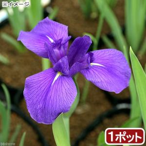 （ビオトープ）水辺植物　カキツバタ　多摩川（１ポット）紫花｜chanet