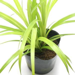 （ビオトープ）水生植物　クグスゲ（１ポット）　湿生植物（休眠状態）