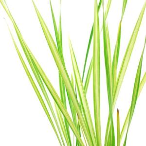 （ビオトープ）水生植物　斑入りコガマ（１ポット）　抽水植物（休眠状態）