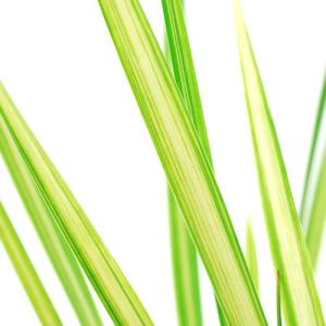 (ビオトープ)水生植物 斑入りコガマ(1ポット...の詳細画像1