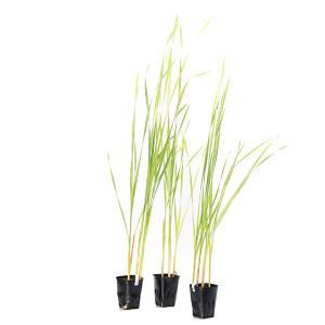 (ビオトープ)水生植物 斑入りコガマ(無農薬)...の詳細画像2
