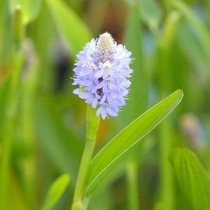 （ビオトープ）水辺植物　ポンテデリア　ランケオラータ（１ポット）　抽水植物｜chanet