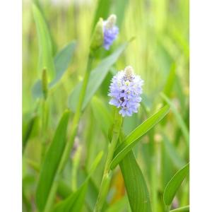 (ビオトープ)水生植物 ポンテデリア ランケオ...の詳細画像1