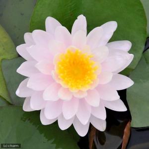 （ビオトープ）睡蓮　温帯性睡蓮（スイレン）（桃）　レイ　デイビス　Ｒａｙ　ＤａｖｉｅＳ　（１ポット）（休眠状態）