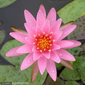 （ビオトープ）睡蓮　温帯性睡蓮（スイレン）（桃）　プリンセス・エリザベス　ＰｒｉｎｃｅＳＳ　Ｅｌｉｚａｂｅｔｈ　（１ポット）（休眠状態）