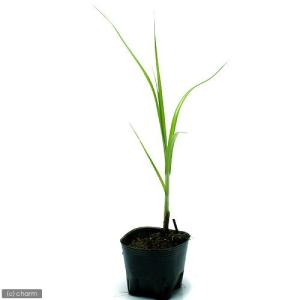 （ビオトープ）水生植物　ウキヤガラ（１ポット）　抽水植物