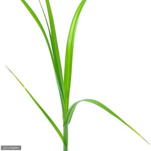 (ビオトープ)水生植物 ウキヤガラ(1ポット)...の詳細画像1