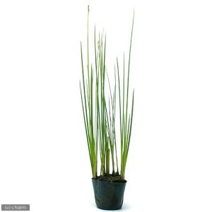（ビオトープ）水辺植物　ネビキグサ（アンペライ）（１ポット）　湿生植物