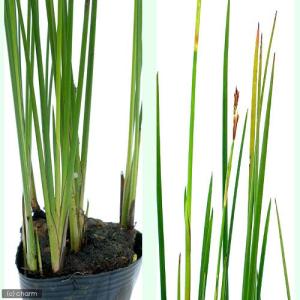 (ビオトープ)水生植物 ネビキグサ(アンペライ...の詳細画像1