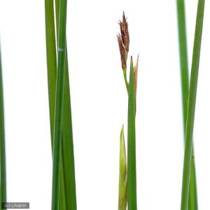(ビオトープ)水生植物 ネビキグサ(アンペライ...の詳細画像2