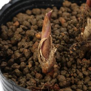 (ビオトープ)水生植物 マコモ(真菰)(1ポッ...の詳細画像1