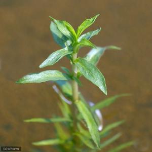 （ビオトープ）水辺植物　ハーツペニーロイヤルミント（１ポット）　湿生植物