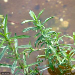 (ビオトープ)水生植物 ハーツペニーロイヤルミ...の詳細画像1