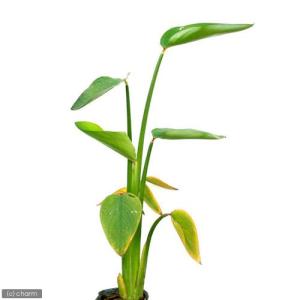 (ビオトープ)水生植物 タリア ゲニクラータ 4...の商品画像