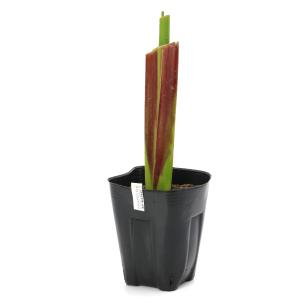 (ビオトープ)水生植物 タリア ゲニクラータ ...の詳細画像1