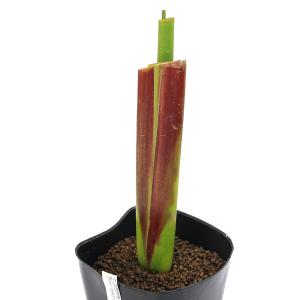 (ビオトープ)水生植物 タリア ゲニクラータ ...の詳細画像2