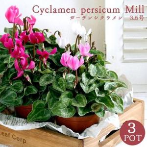 ガーデンシクラメン ミックス 3株セット 9センチポット 3号 : ここなぎ