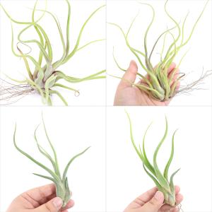 (観葉植物)エアープランツ チランジア カプト...の詳細画像1