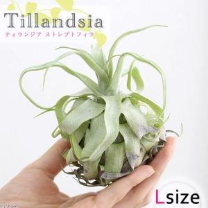 (観葉植物)エアープランツ チランジア ストレプ...の商品画像