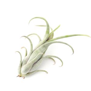 観葉植物）エアープランツ 人気の品種セット（1セット