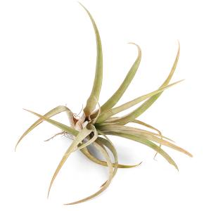 観葉植物）一点物 エアープランツ チランジア テクトラム ワイドリーフ