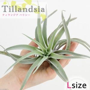 観葉植物）エアープランツ チランジア キセログラフィカ XLサイズ