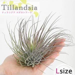 エアプランツ（チランジア） ガルドネリお譲りします！ 【インテリア・観葉植物】 ダイソー進出】“初心者の壁” チランジア・ガルドネリーの育て方・飾り