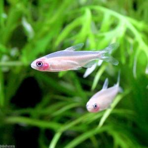 (入荷未定)(熱帯魚)ゴールデンラミーノーズ・テ...の商品画像
