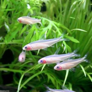 (入荷未定)(熱帯魚)ゴールデンラミーノーズ・...の詳細画像1