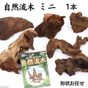 形状お任せ　自然流木　ミニ（約１５ｃｍ以下）　１本　アクアリウム　水槽｜chanet