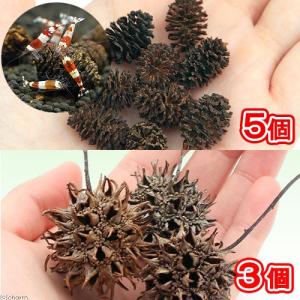 やしゃぶしの実＋フウの実 ベタ ビーシュリンプ