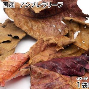 マジックリーフ モモタマナ・リーフ 5枚入り : ベタ専門店 ペット