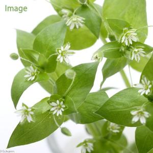 チャーム（charm） （山野草）カンアオイ（寒葵）タマノカンアオイ