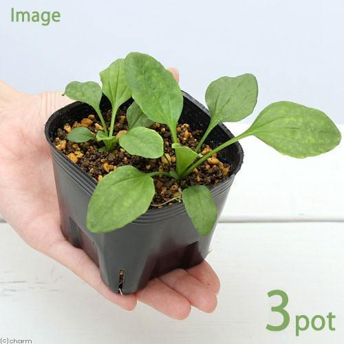 （観葉植物）ペットリーフ　オオバコの苗　３号（無農薬）（３ポット）大葉子の苗　おおばこの苗（休眠状態...