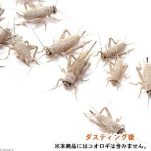 カキ殻粉末 粗目 大袋1袋 約500g 爬虫類...の詳細画像2