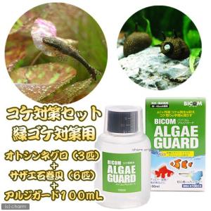 （熱帯魚）コケ対策セット　緑ゴケ対策用（オトシンネグロ＋サザエ石巻貝＋バイコムアルジガード１００ｍＬ）　本州四国限定｜chanet