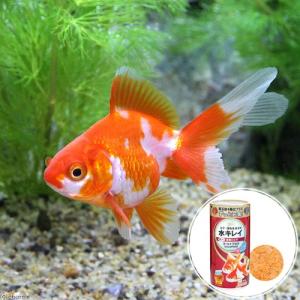 国産金魚）和金ミックス 色指定無し 5〜8cm（10匹） : チャーム