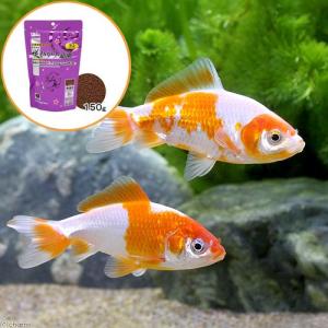 国産金魚 おすすめ金魚セット コメット 朱文金 各１匹 チャーム Charm Paypayモール店 通販 Paypayモール