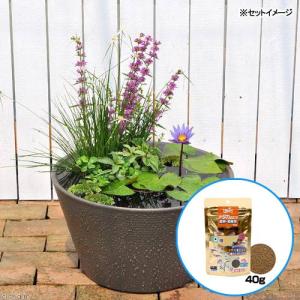 （ビオトープ）（めだか）はじめての熱帯性睡蓮セット＋キョーリン　メダカのエサ　産卵・繁殖用　４０ｇ　説明書付　本州四国限定