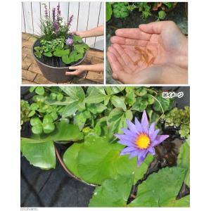 (ビオトープ)(めだか)はじめての熱帯性睡蓮セ...の詳細画像1