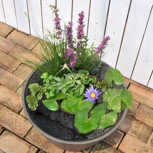 (ビオトープ)(めだか)はじめての熱帯性睡蓮セ...の詳細画像2