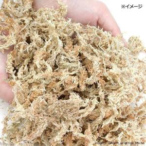 ウェットボックスシェルター Sサイズ 爬虫類 ...の詳細画像2
