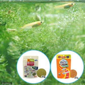 (めだか)ヒメダカ(6匹)キョーリン ちびっこメ...の商品画像